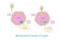 Mechanism of action of insulin. How does insulin work scheme. Illustration for education, medical banner